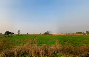 Chang, Haryana 127027, India preview 2