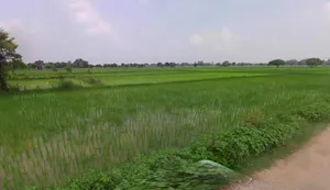 Kothi, Madhya Pradesh 485666, India preview 3