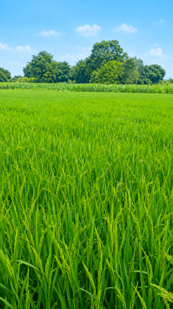 Naugawan, Patiala, Punjab, India