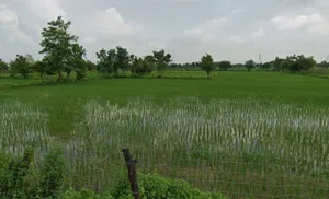 Girhola, Chhattisgarh 493888, India preview 3