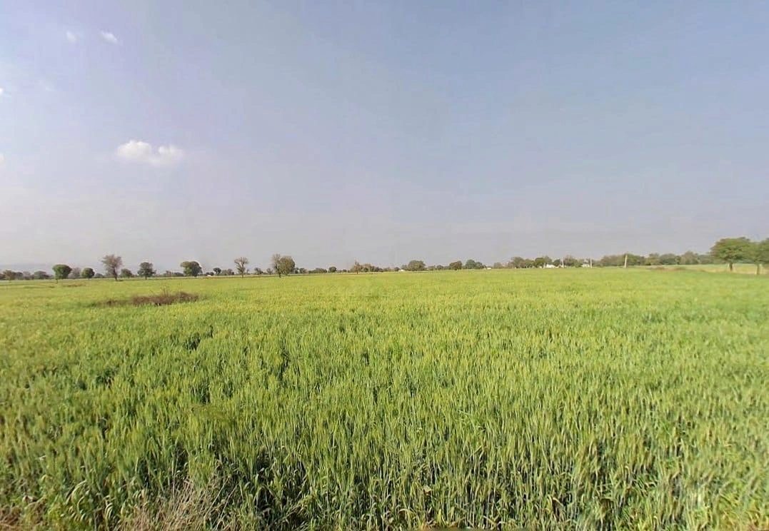 Pali, Rajasthan 301001, India