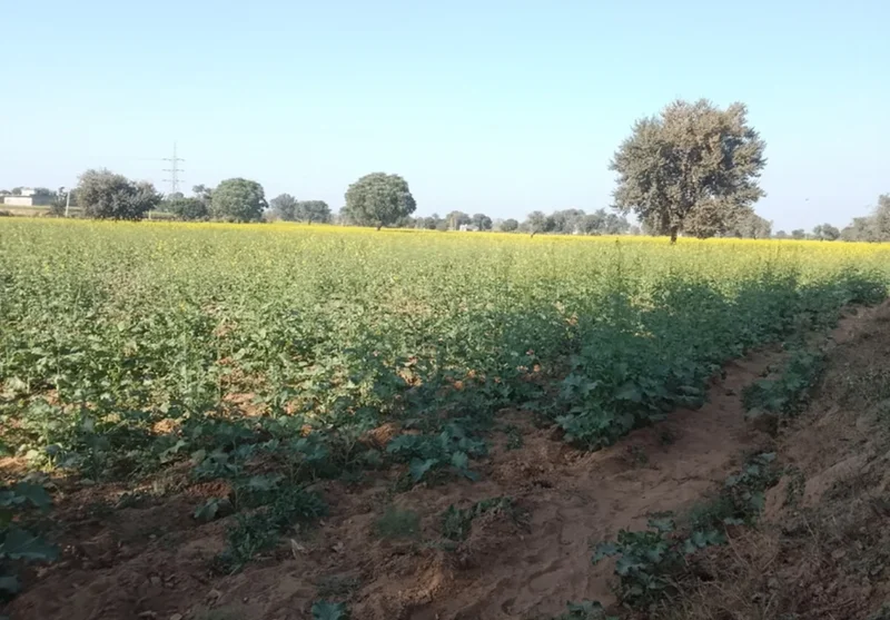 FRX9+WP Jugrawar, Rajasthan, India preview 3