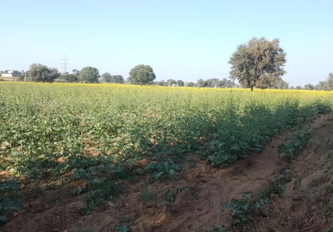 FRX9+WP Jugrawar, Rajasthan, India