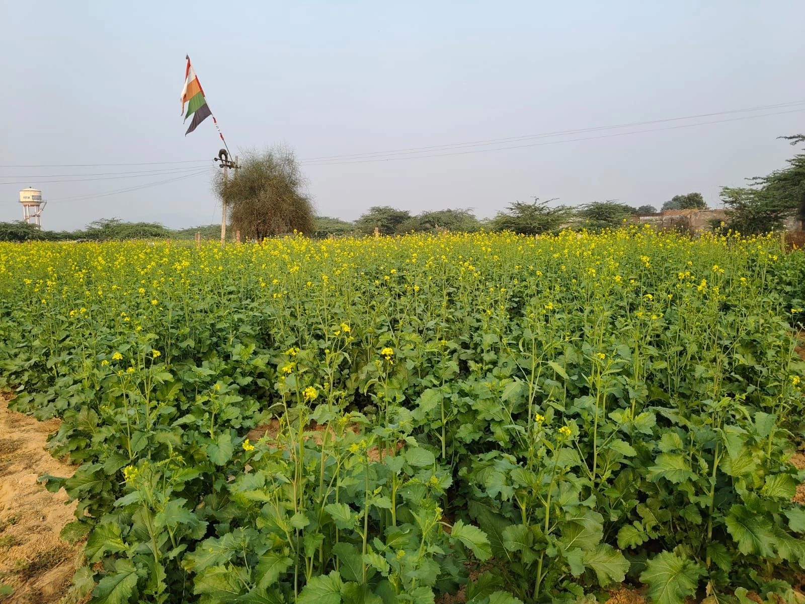 Indragarh, Rajasthan, India