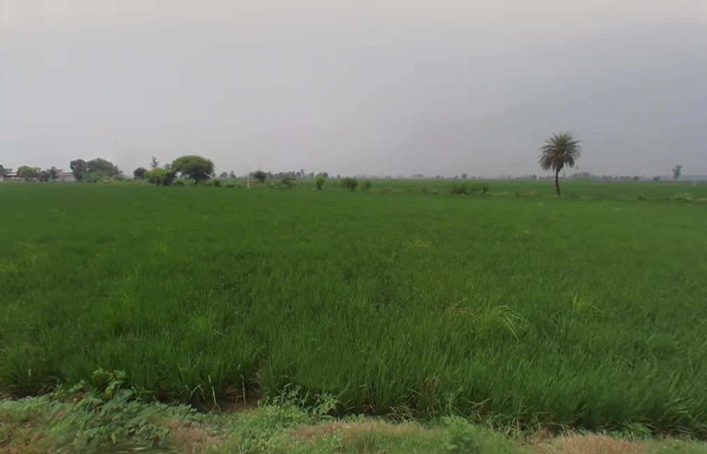 Kurar, Haryana 132104, India