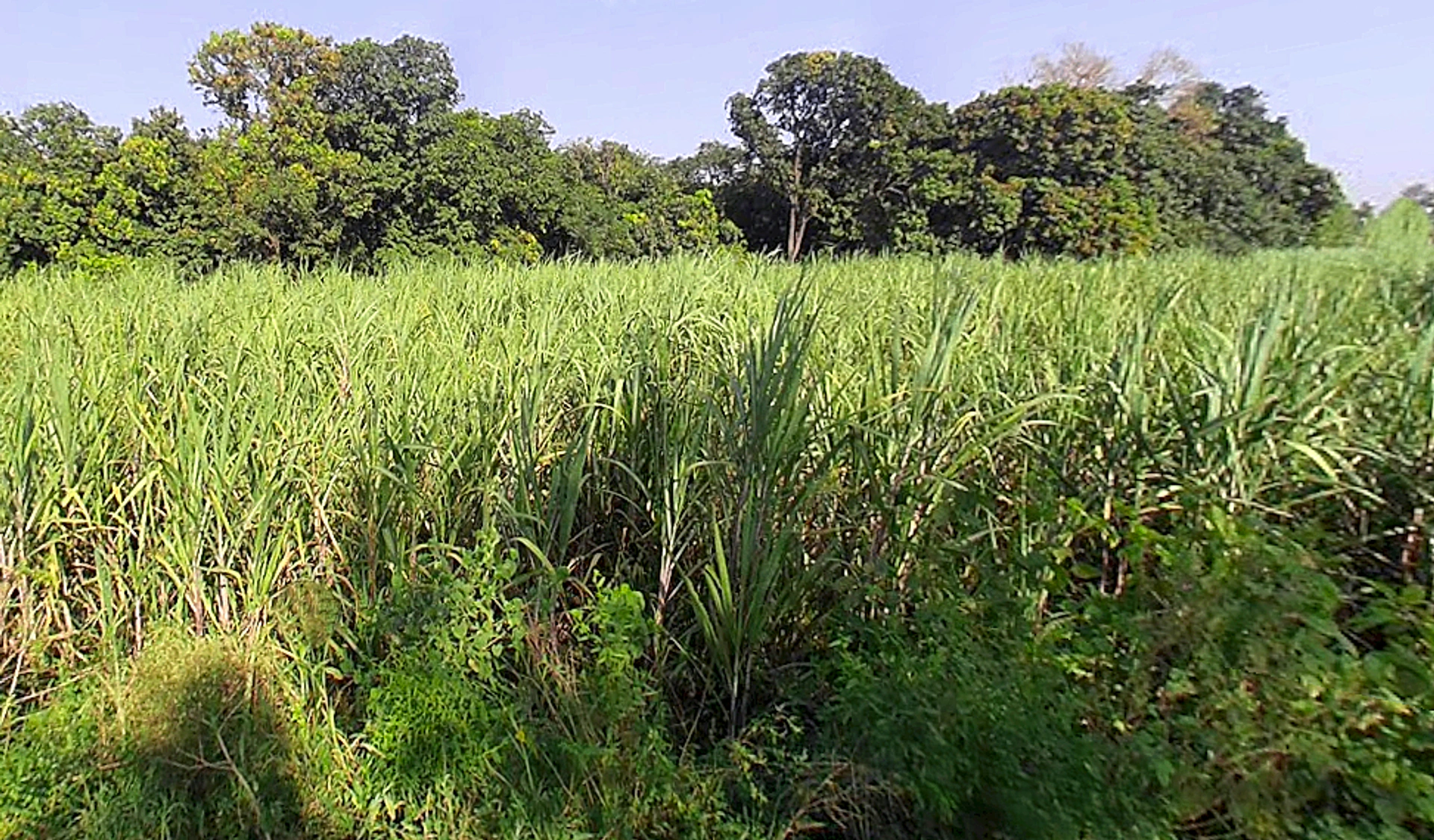 Lalpur, Uttar Pradesh, India