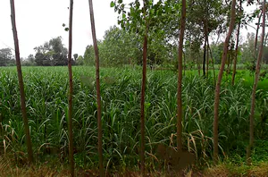 2MJJ+QJM, Unnamed Road, Badhedi, Uttar Pradesh 247001, India preview 2