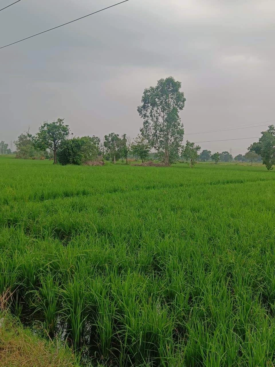 Bukharari, Mathura, Uttar Pradesh, India