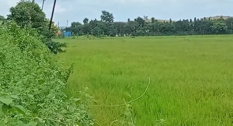 4HQJ+8HP, Rojda Chak, Madhya Pradesh, India preview 2