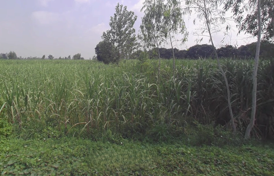 Behsuma, Uttar Pradesh 250401, India