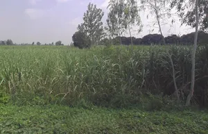 Behsuma, Uttar Pradesh 250401, India preview 3