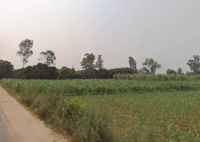 Mawana, Uttar Pradesh, India