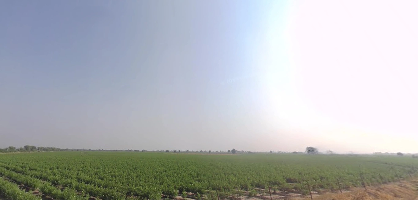 5XCR+MJ Kaliyana, Gujarat, India