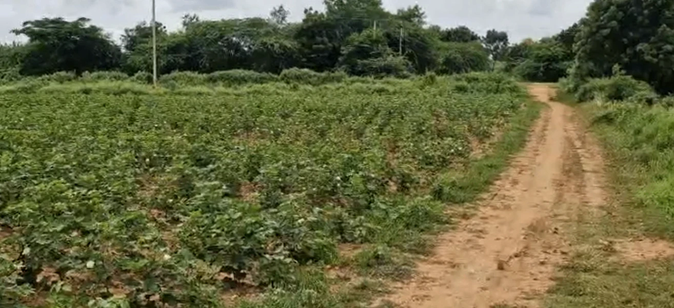 Raju smily, Siddipet, 5-48, Bejgaon, Telangana 502278, India