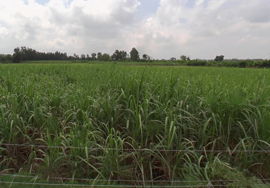 Nawabganj, Uttar Pradesh 262406, India