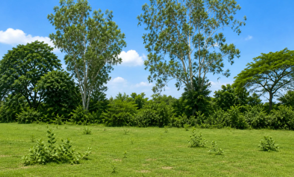 Maholi, Kanpur Nagar, Uttar Pradesh 209402, India