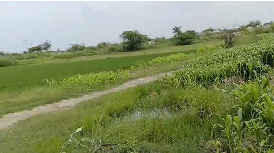 Samesee, Lucknow, Uttar Pradesh 226303, India