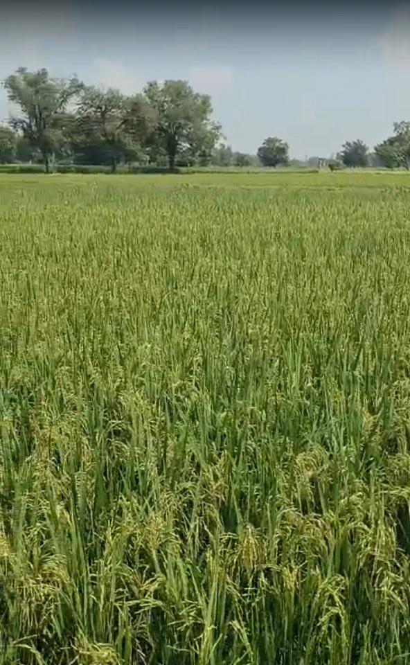 R77P+P3 Baniyana, Dausa, Rajasthan, India