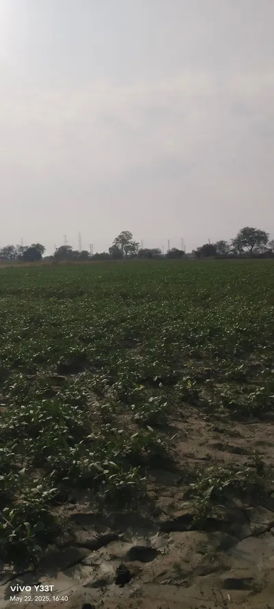 258R+G66, Pandri Gangadin, Uttar Pradesh 209206, India preview 3