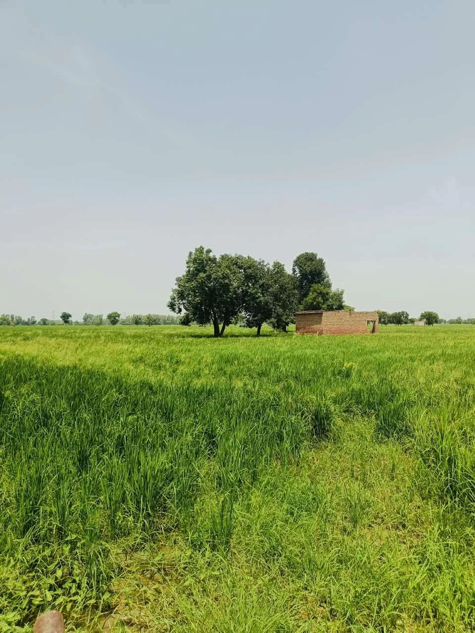 Gora, Mathura, Uttar Pradesh 281404, India
