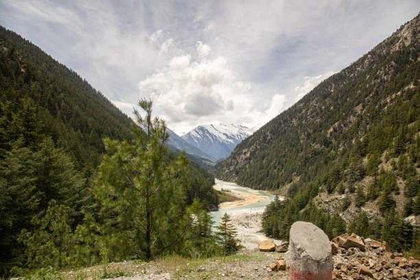 Ukrauli, Udham Singh Nagar, Uttarakhand 263151, India