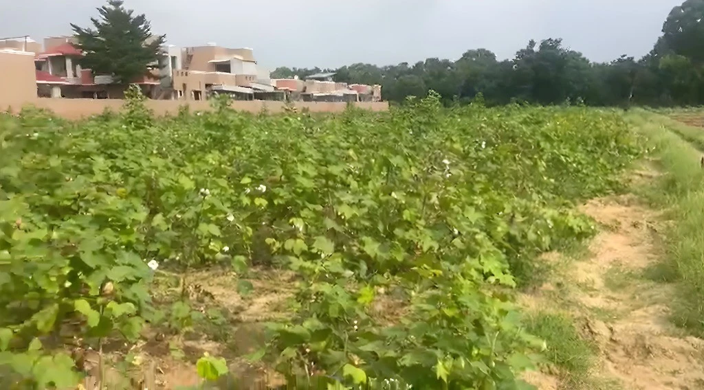 R5Q4+VQ8, Hansapur Part, Gujarat 384266, India