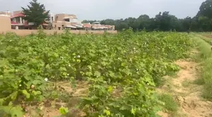 R5Q4+VQ8, Hansapur Part, Gujarat 384266, India preview 2