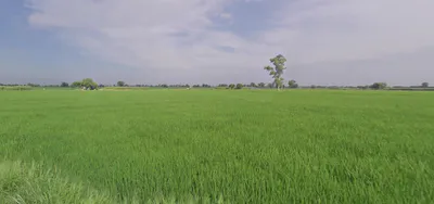 Malout, Punjab 152107, India preview 3