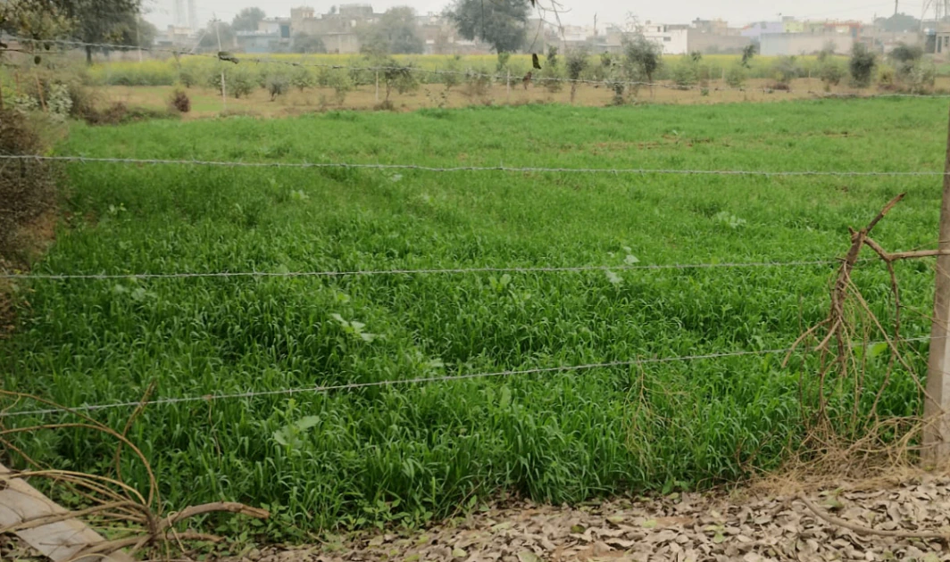 Nurpur Bedi, Punjab 140117, India