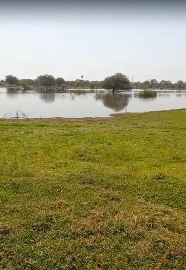 P323+MW2, Vallabhnagar, Banjari, Rajasthan 313601, India