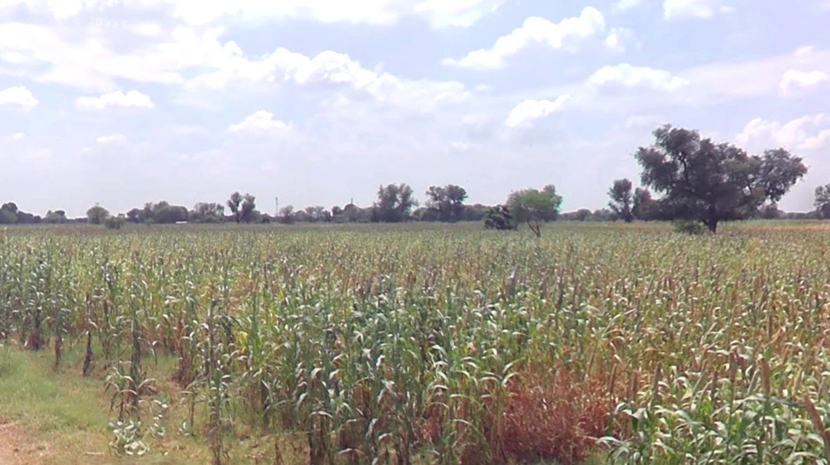 Arniya, Rajasthan, India