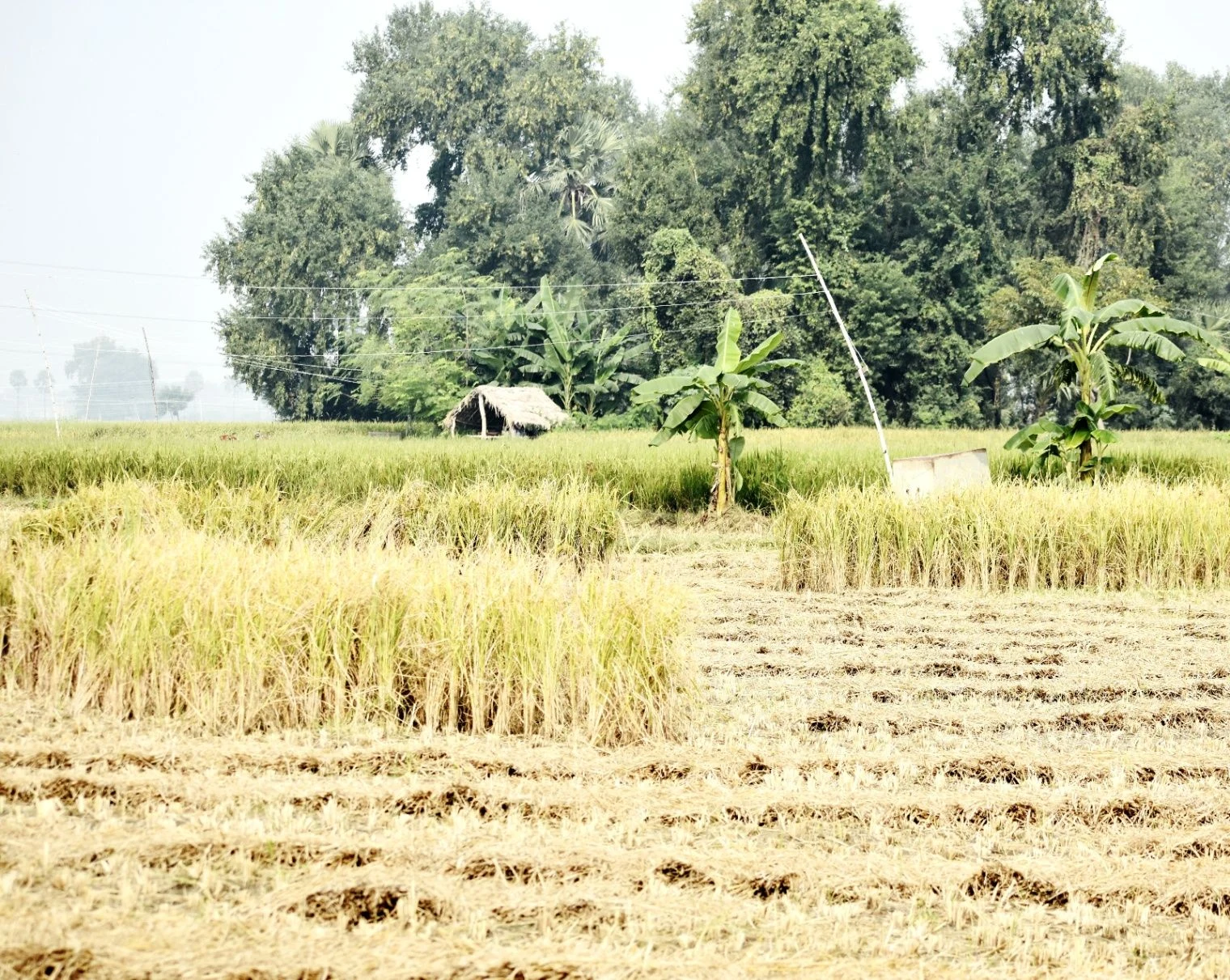 Palia, Uttar Pradesh 261502, India