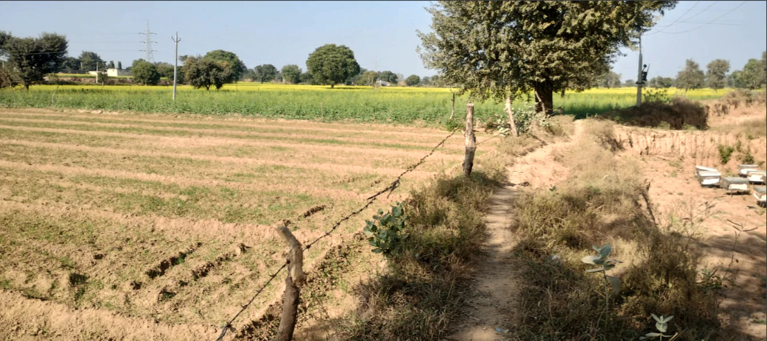PHM8+FG Jindoli, Khairthal-Tijara, Rajasthan, India