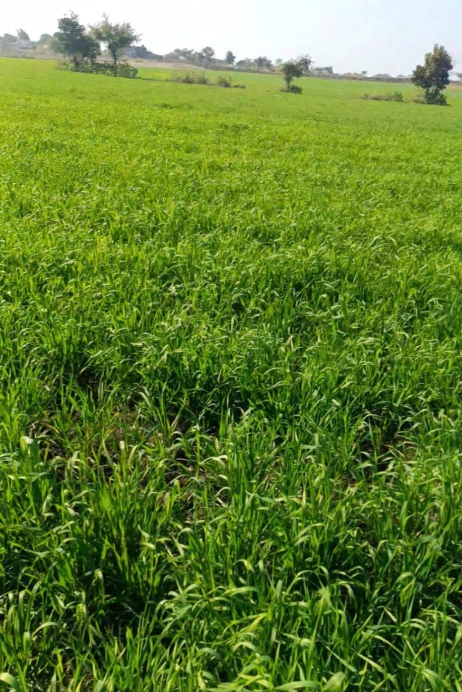 2P37+8MP, Khejdiyabhop, Madhya Pradesh 458888, India preview 4