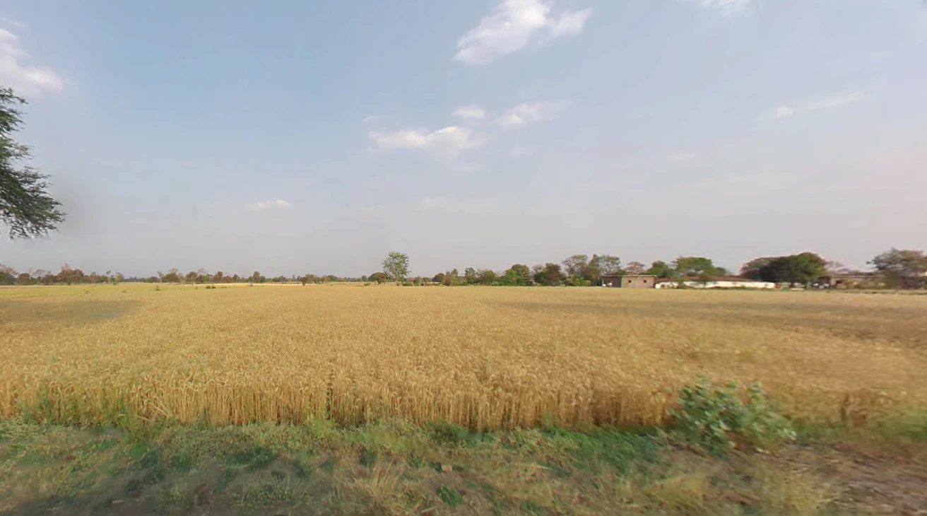 XRHF+MXM, Badshahi Rd, Satasankha, Badaharisankrpur, Odisha 752046, India