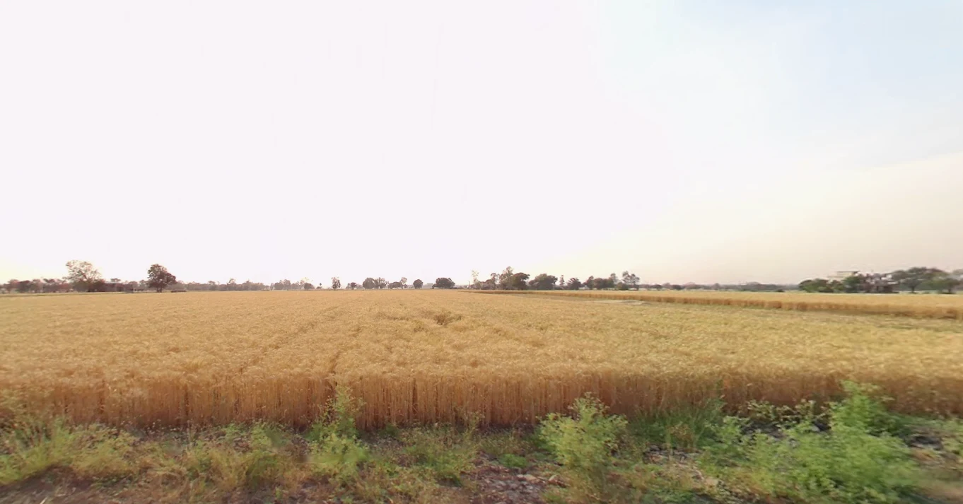 Brahmagiri, Odisha, India