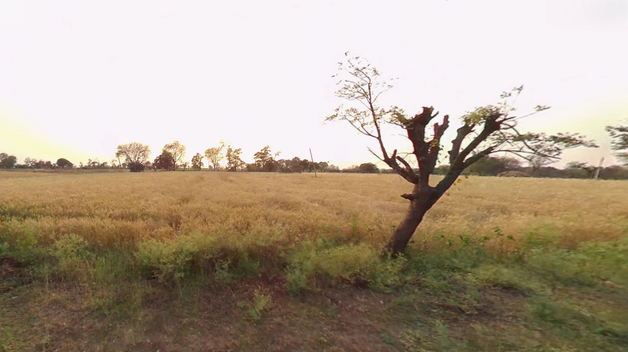 Sakhigopal, Odisha 752014, India