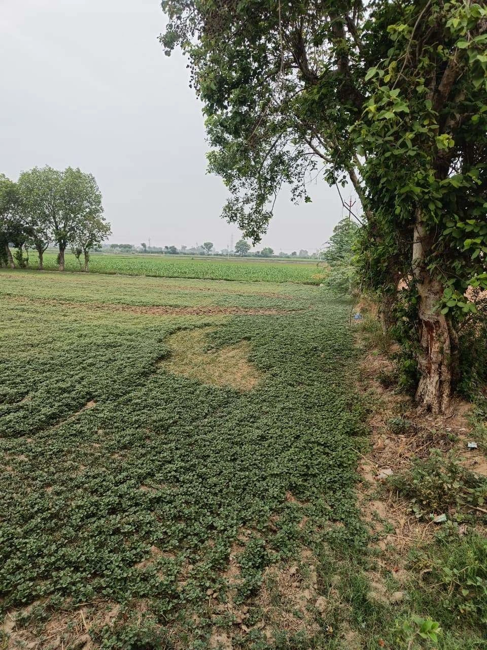 Adampur, Uttar Pradesh, India