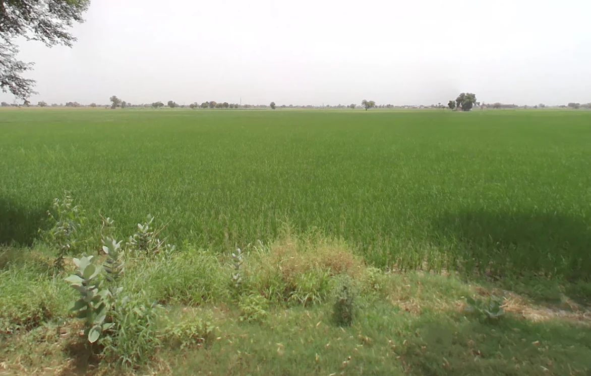 Salarpur, Haryana 125055, India