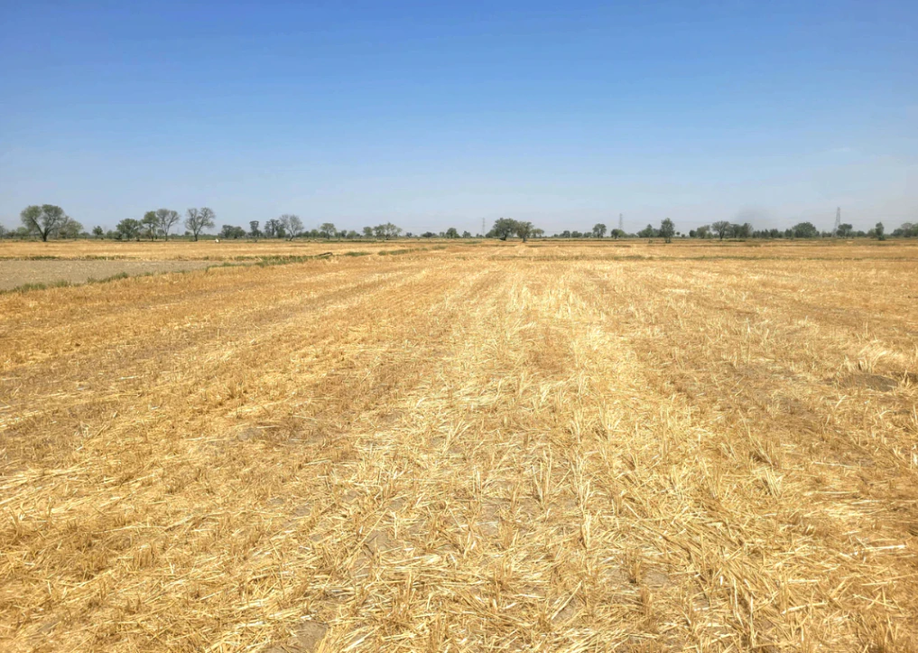 Mandhana, Haryana 127032, India