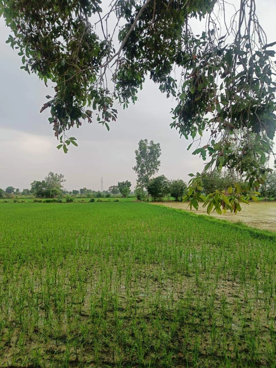 Bukharari, Mathura, Uttar Pradesh, India