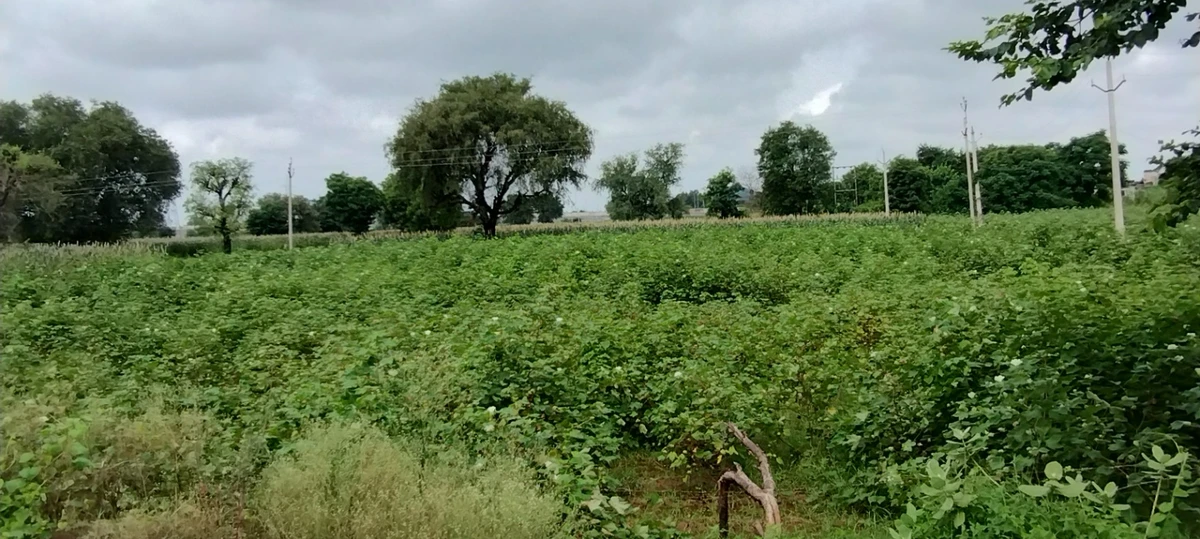 Bedha, Rajasthan 301021, India