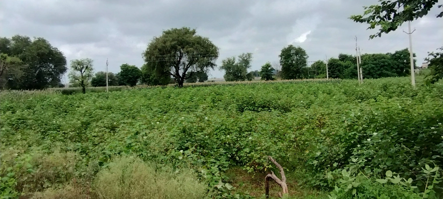 Bedha, Rajasthan 301021, India