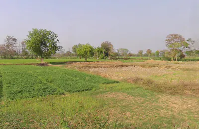 Kosa, Chhattisgarh, India preview 2