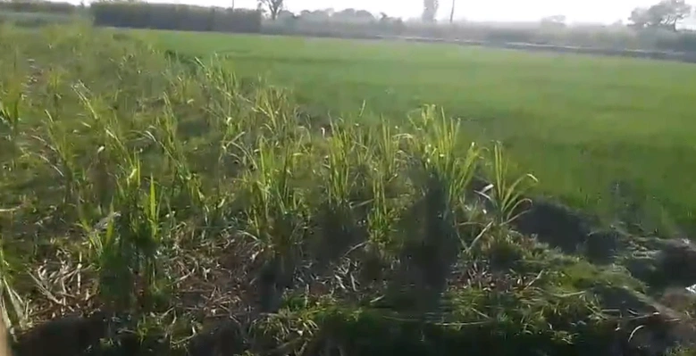 Lunkaransar, Rajasthan 334603, India