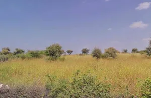 RM6F+PX Shivsingh Ka Gurha, Rajasthan, India preview 3