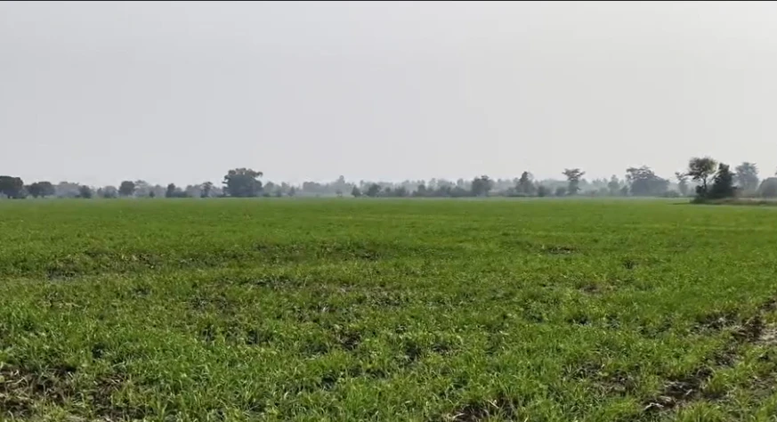 Depalpur, Indore, Madhya Pradesh 453115, India