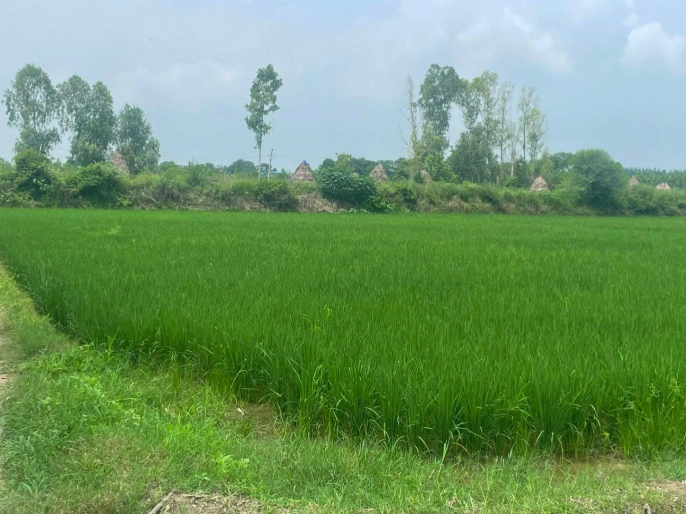 Salfa, Uttar Pradesh 247775, India