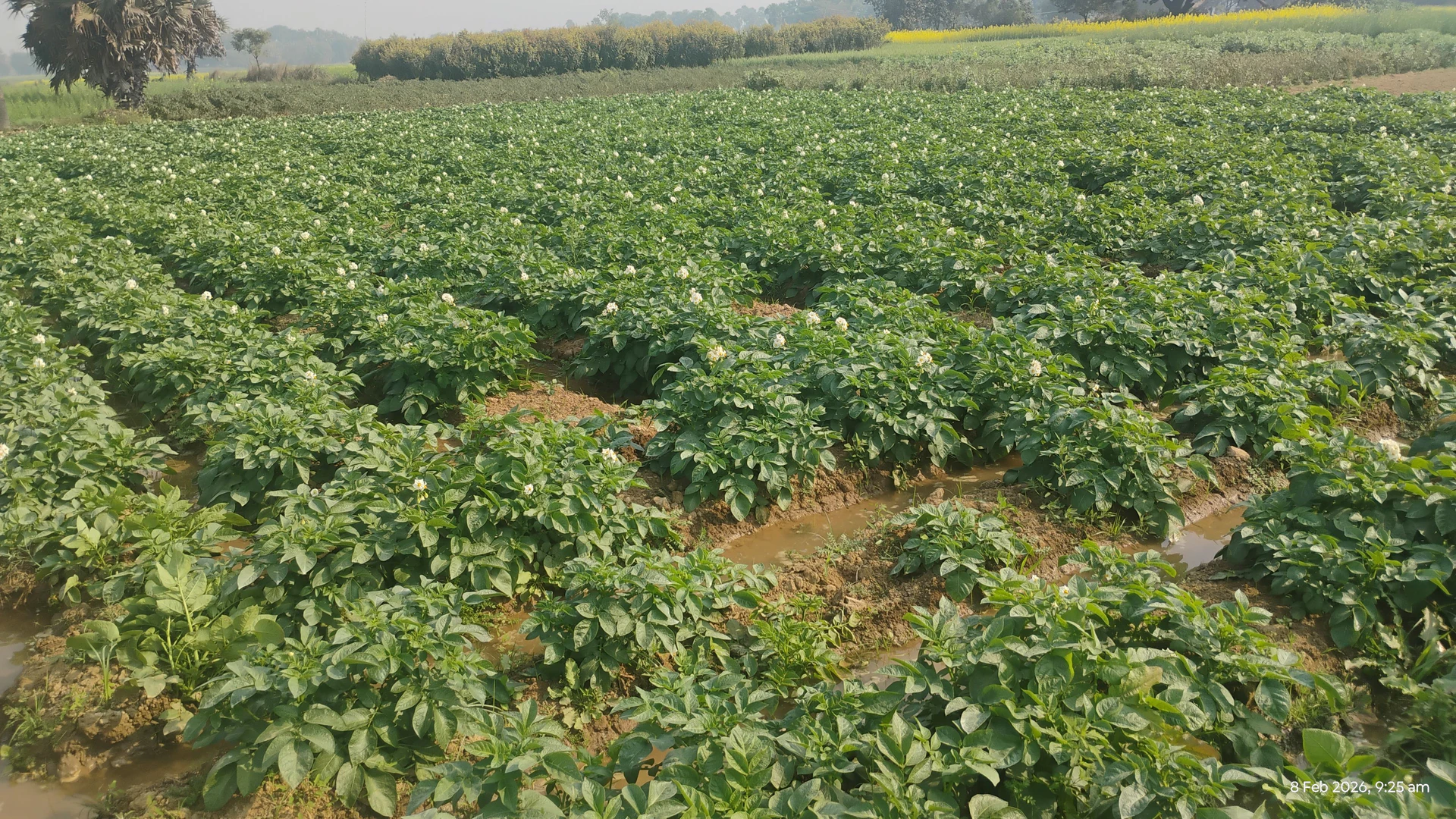 Rajwahi, Gopalganj, Gopalganj, Bihar, India