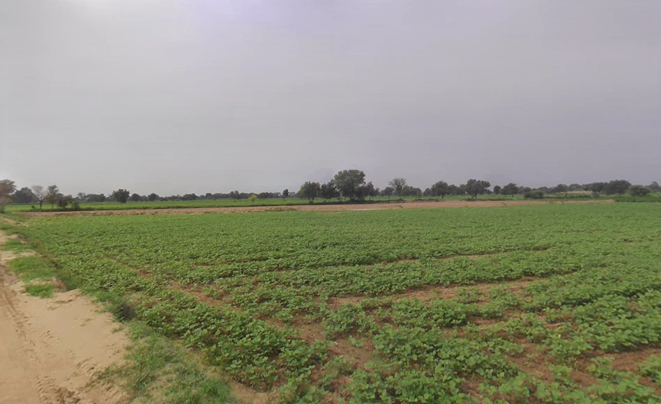 Budak, Haryana 125004, India